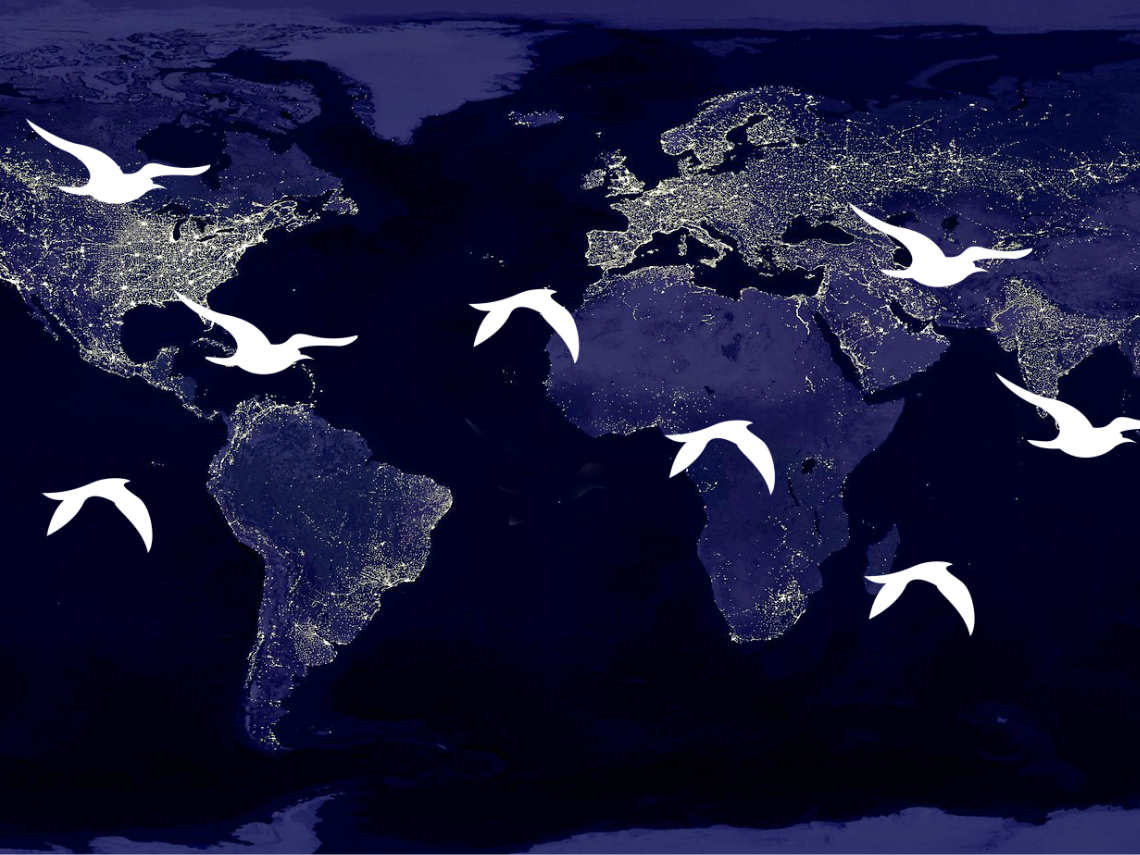 Día Mundial de las Aves Migratorias: La contaminación lumínica amenaza a las aves en todo el mundo, pero las soluciones están fácilmente disponibles